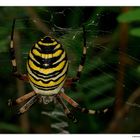 Argiope bruennichi