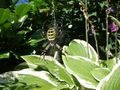 Argiope bruennichi von stille beobachterin 