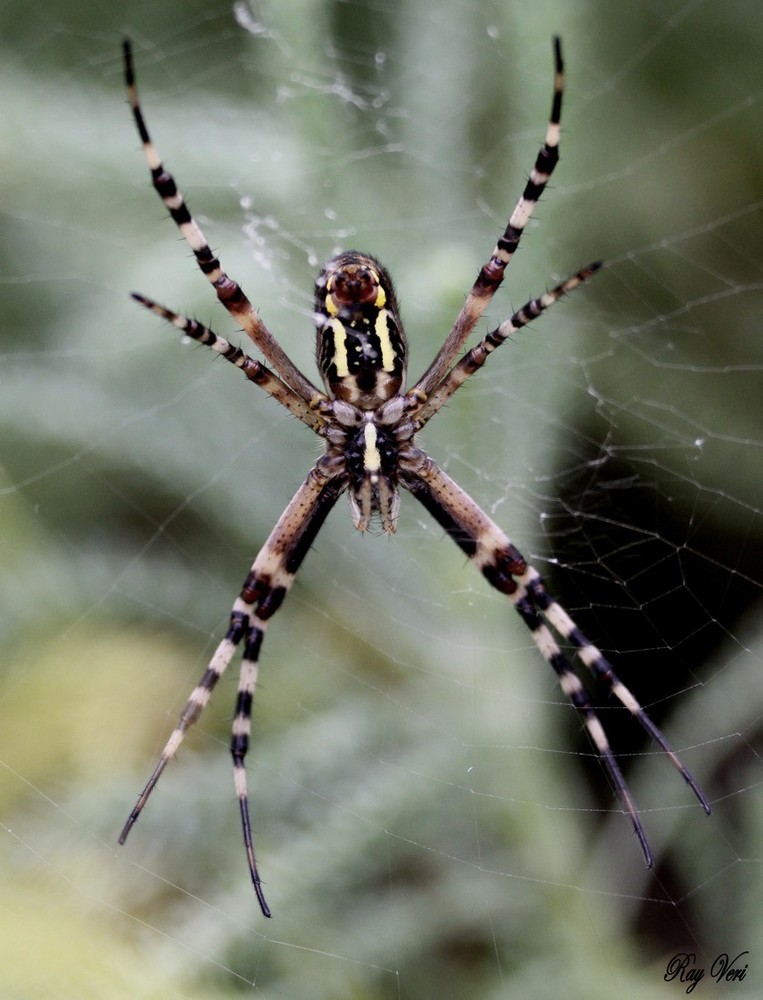 Argiope bruennichi 2