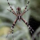 Argiope bruennichi 2