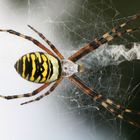 Argiope bruennichi #2