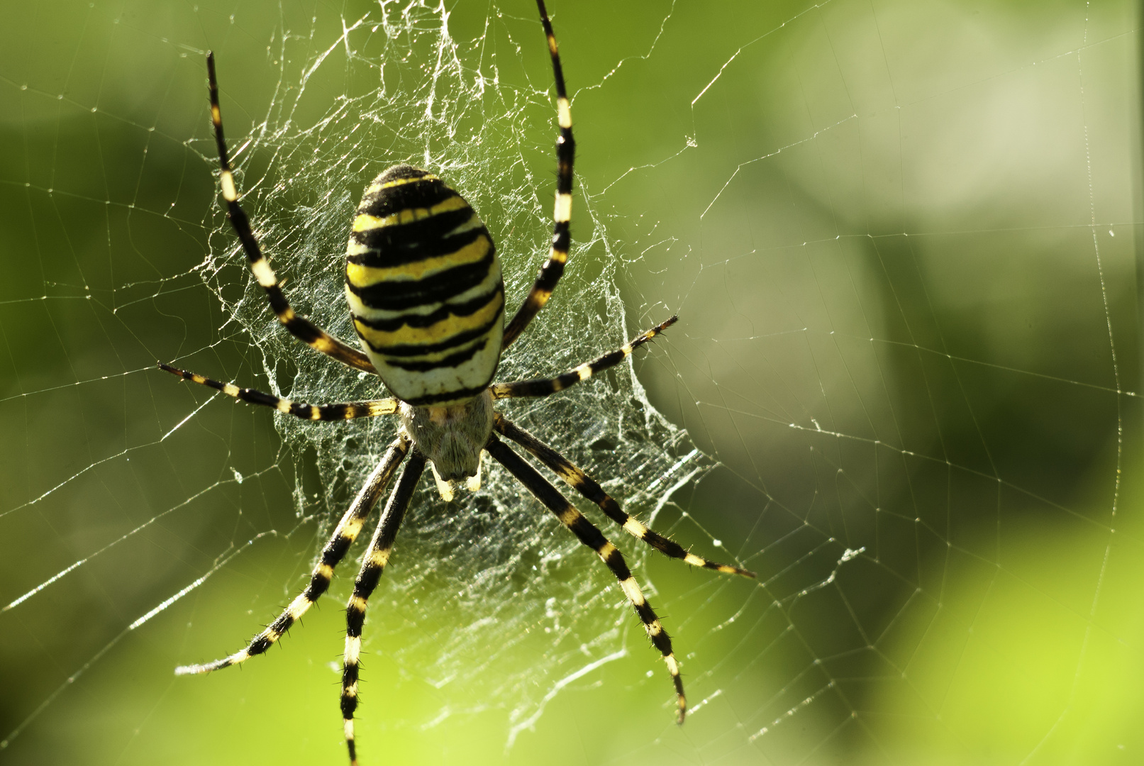 Argiope bruennichi