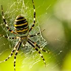 Argiope bruennichi