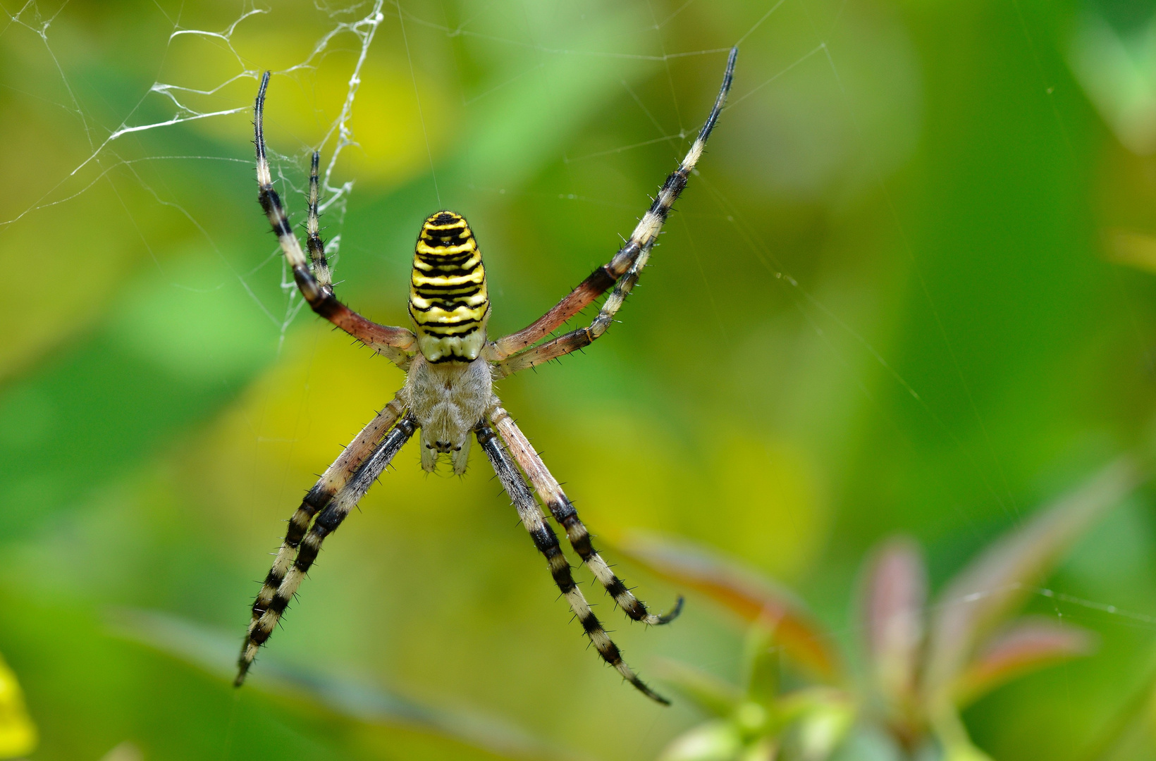 Argiope bruennichi...