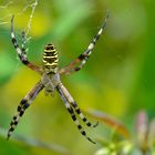 Argiope bruennichi...