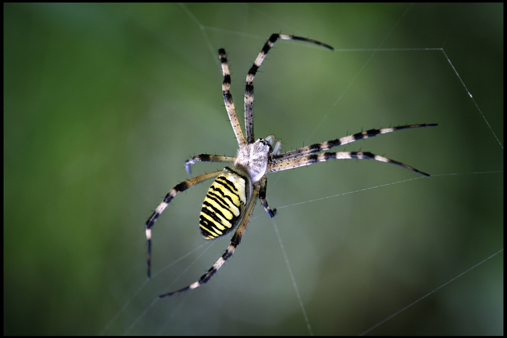 Argiope bruennichi