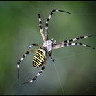 Argiope bruennichi