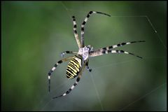 Argiope bruennichi