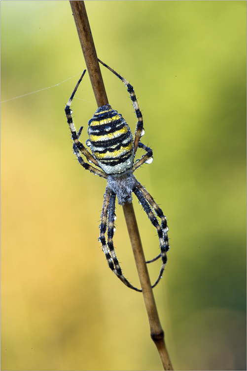 Argiope bruennichi