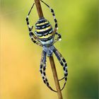 Argiope bruennichi