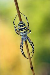 Argiope bruennichi