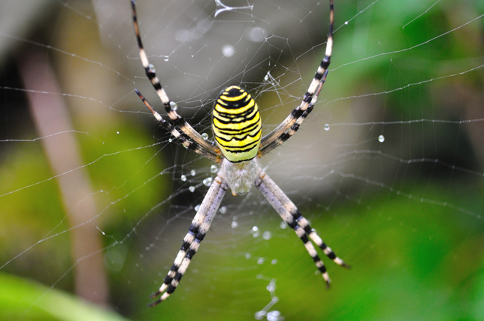 Argiope bruennichi