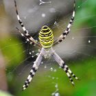 Argiope bruennichi