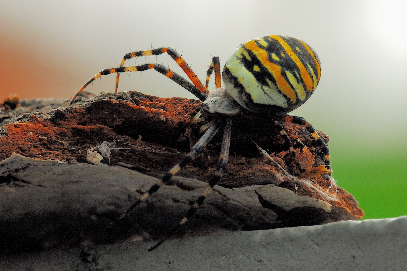 Argiope bruennichi