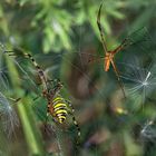 Argiope bruennichi