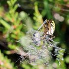 Argiope bruennichi