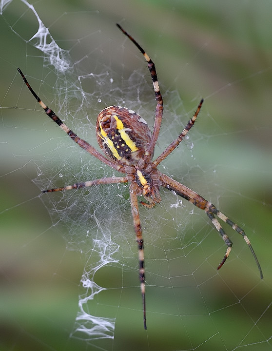 Argiope bruennichi