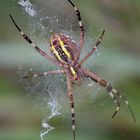 Argiope bruennichi