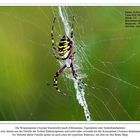 Argiope bruennichi