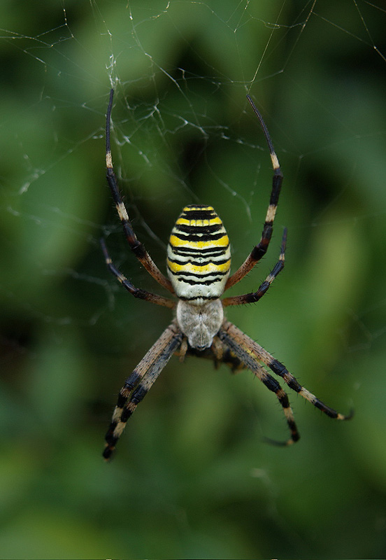 Argiope bruennichi