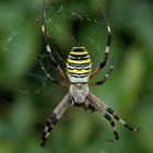 Argiope bruennichi