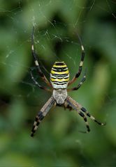 Argiope bruennichi