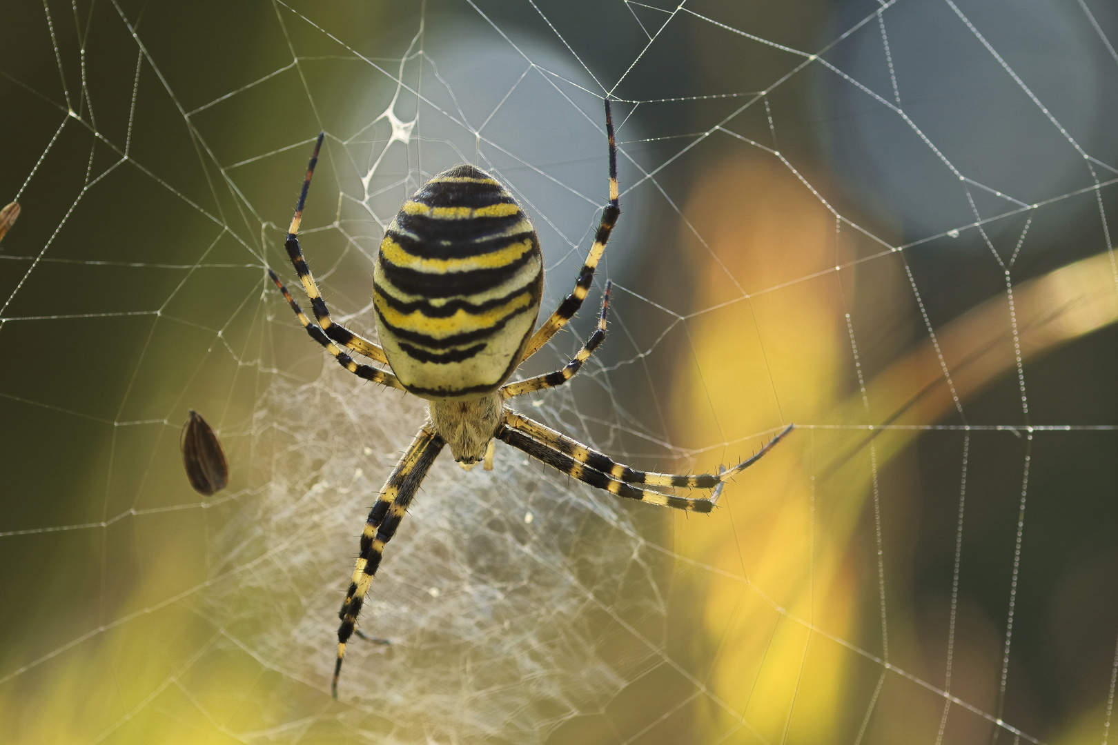 Argiope bruennichi