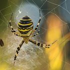 Argiope bruennichi