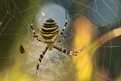 Argiope bruennichi