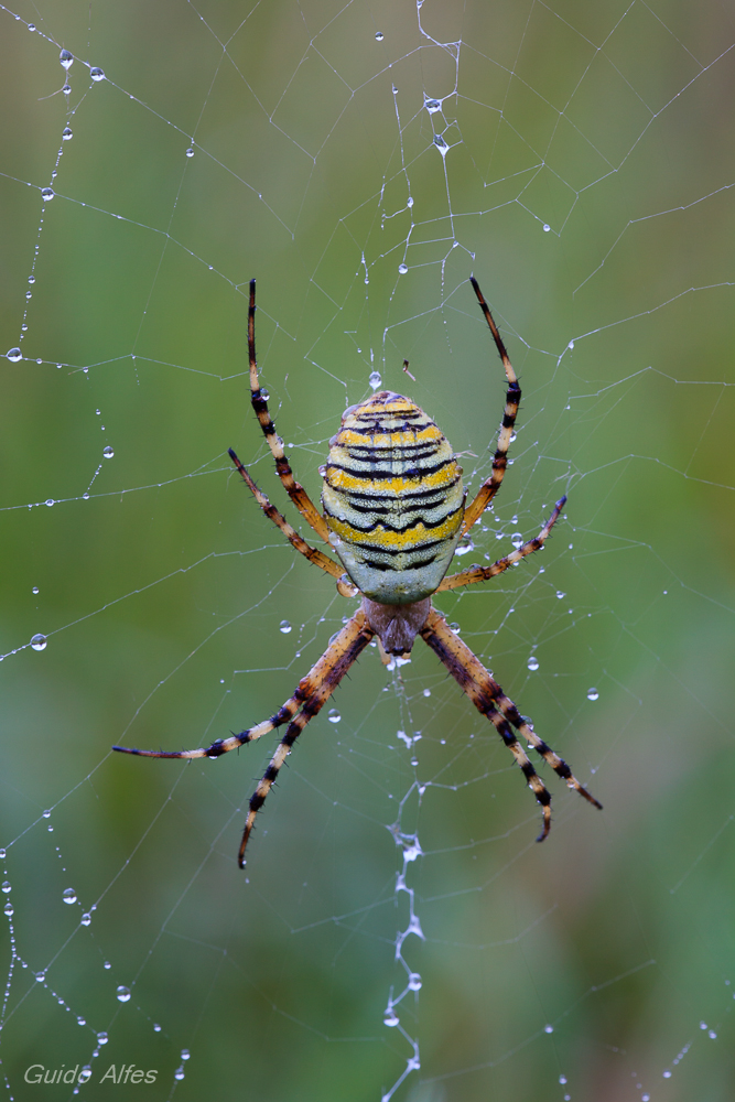 Argiope bruennichi