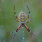 Argiope bruennichi