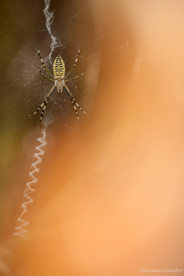 Argiope bruennichi