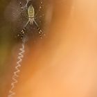 Argiope bruennichi