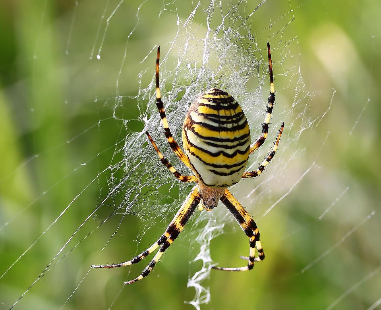 Argiope bruennichi