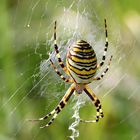 Argiope bruennichi