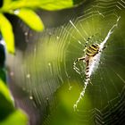 Argiope bruennichi