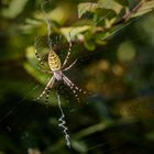 Argiope bruennichi