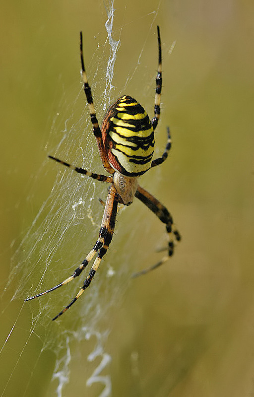 Argiope bruennichi