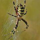 Argiope bruennichi