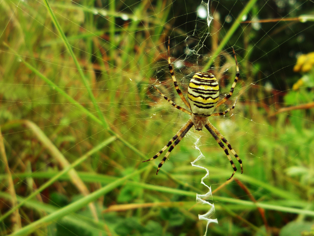 Argiope bruennichi