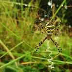 Argiope bruennichi