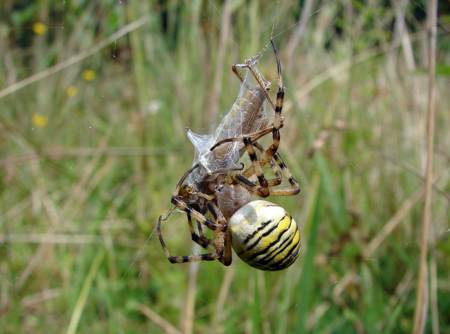 Argiope bruennichi