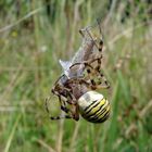 Argiope bruennichi