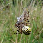 Argiope bruennichi