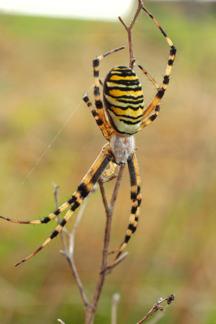 Argiope bruennichi