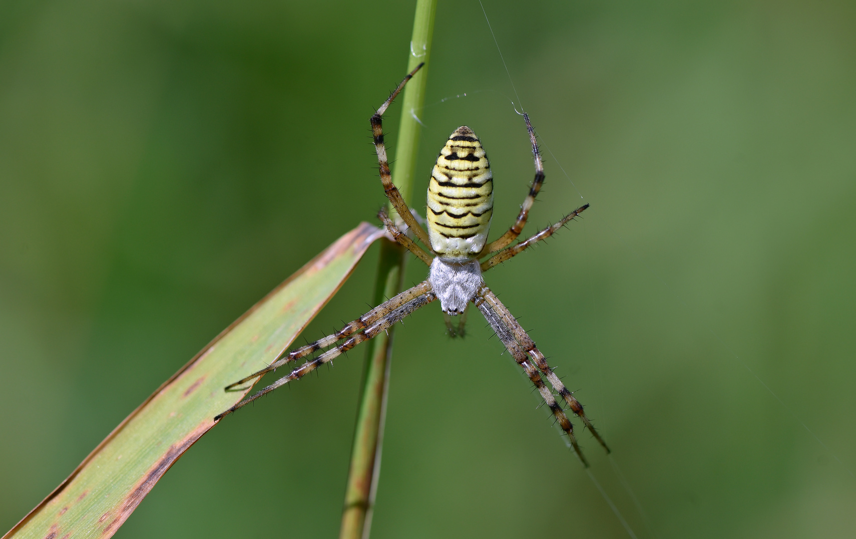 Argiope bruennichi...