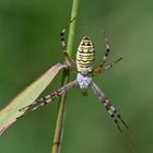 Argiope bruennichi...