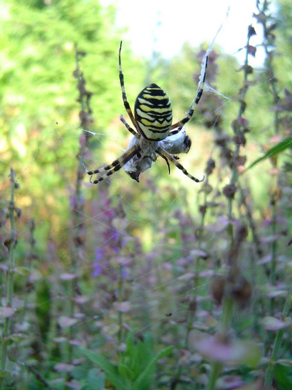 Argiope bruennichi