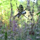 Argiope bruennichi