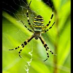 Argiope bruennichi